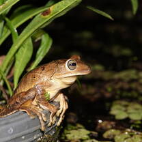 A frog in the greenhouse