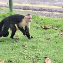 Capuchin