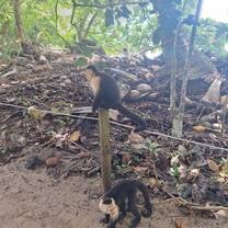 More monkeys at Manuel Antonio Beach