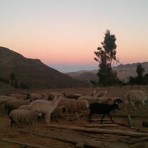 Llamas, alpacas, and sheep in Paru Paru