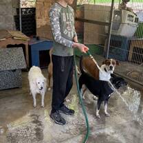 Cleaning the dog pen.