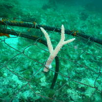 This coral too ! :-)