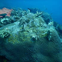 Planted corals