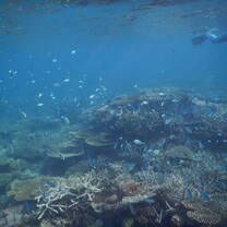 Snorkeling