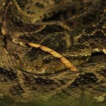 Fer-de-lance snake at La Selva Research Station