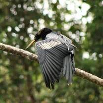 Anhinga in Tortuguero