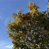 Orange Tree, Barcelona