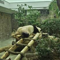 Panda Base
