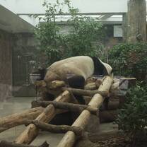 我很喜欢熊猫
