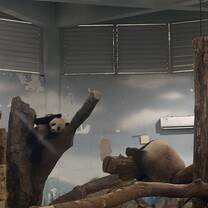 Chengdu research base of giant panda
