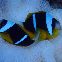 p7310443