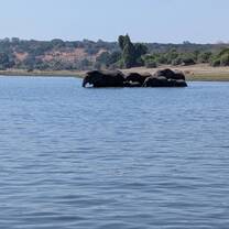 Learn from the Elephants, cross together, help one another and have an amazing experience!