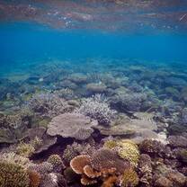 Amazing coral cover