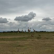 Giraffe monitoring