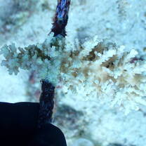 Growing coral ^^