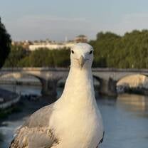A huge seagull on a bridge over the Tiber River