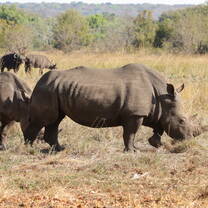 White Rhino safari