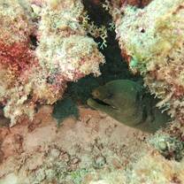 Moray eel