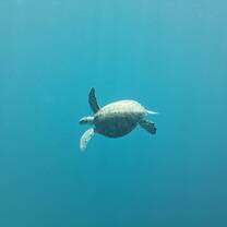 Turtle
