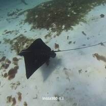 Eagle Ray