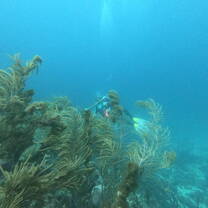 The dives