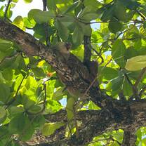 Sloth at Cahuita National Park