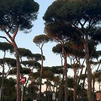 The trees of Villa Borghese in Rome Italy 