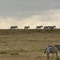 Zebras in my neighborhood