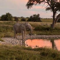 Elephant at watering hole in Okaukuejo