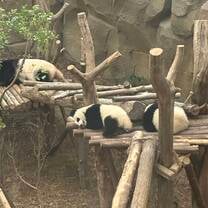 Panda Research Centre