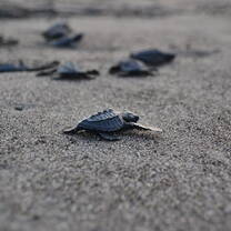 marine turtles on beach