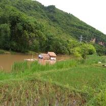 Rice paddy Vietnam 