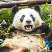 Internship in China - Beijing - Shanghai 
