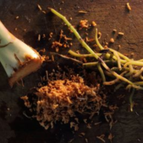 medicinal plants in Peru