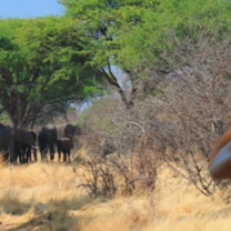 African Wildlife & Community Conservation Research Internship & Course