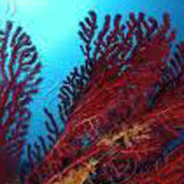 PADI Open Water Scuba Instructor Internship