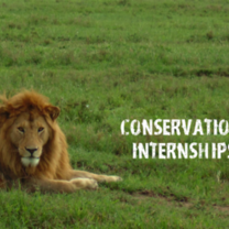 African Wildlife & Community Conservation Research Internship & Course