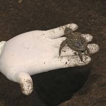 hands on experience