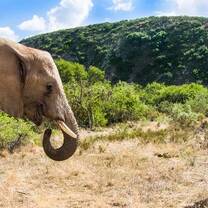 Wildlife photographic intern captures images of African Elephant