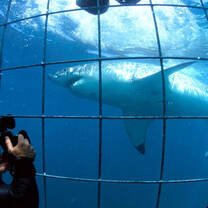 Photography students captures image of great white sharks in South Africa