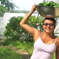 Harvesting the salad for the day in St. Vincent