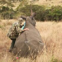 Big game in Africa