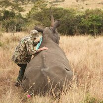 Big game in Africa Big game in Africa