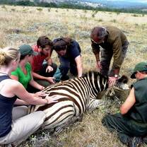 Volunteers treating a Zebra