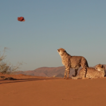 Intern with Eko Tracks in Namibia