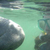 Manatee Rehabilitation Internship in Belize