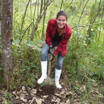 reforesting