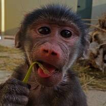 Baby baboon volunteering at C.A.R.E.