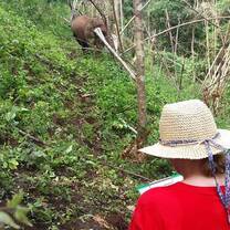 Volunteer at Elephant sanctuary 