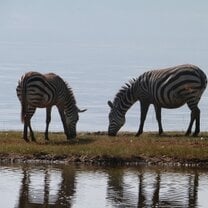 Volunteer in Kenya with Projects Abroad